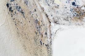 Mold Documentation for Insurance Claims in Leonardo, NJ